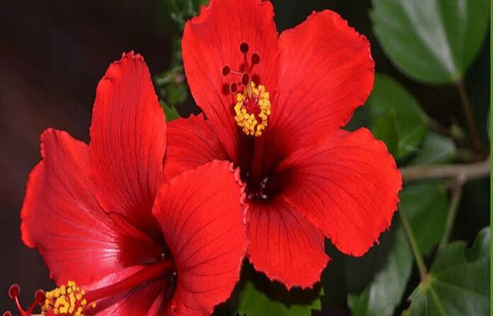 red flower