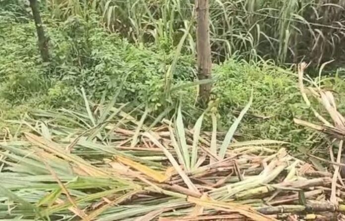 sugarcane