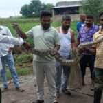 Ahilyanagar News – अजगर पाहताच शेतकऱ्याची भंबेरी उडाली, सर्पमित्रांनी मोठ्या शिताफीने पकडलं