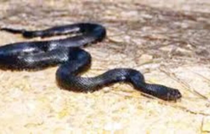 Snake