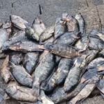 पितृपक्षातील विधींमुळे ऐतिहासिक बाणगंगेत प्रदूषण, हजारो माशांचा तडफडून मृत्यू