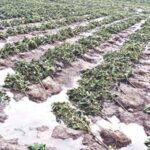 महाराष्ट्रात पावसाचा तडाखा; 30 जिल्ह्यांना फटका, 17 लाख हेक्टरवरील पिके बाधित