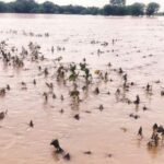 मराठवाडा चिखलात; फडणवीस म्हणाले, ओल्या दुष्काळाचे काय… नियमामध्ये आहे ती सगळी मदत देऊ