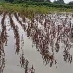 सामना अग्रलेख – ओल्या दुष्काळाचा हाहाकार, सरकार कुठे आहे?