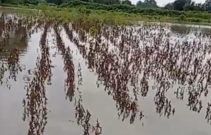 crop loss