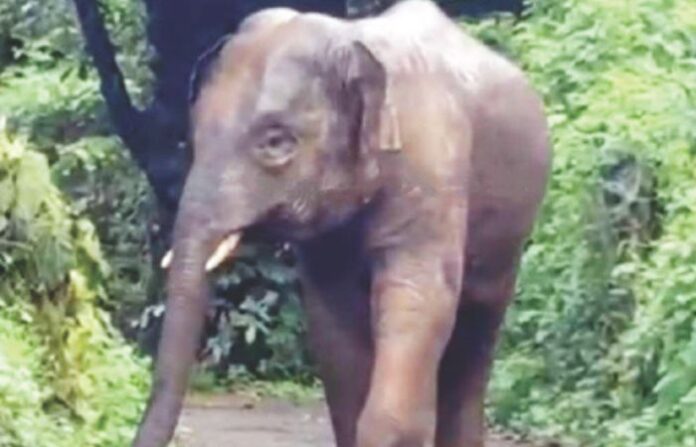 elephant