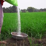 केंद्राने पुरवठाच केला नाही; राज्यात फक्त दोन लाख मेट्रिक टन युरिया साठा