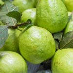 हिवाळ्यात पेरू खाण्याचे आरोग्यवर्धक फायदे जाणून तुम्हीही व्हाल थक्क, वाचा