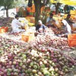 कश्मीरचे सफरचंद संकटात! राष्ट्रीय महामार्गावर शेकडो ट्रक वाहतूक कोंडीत अडकले, जम्मू-कश्मीरमधील फळ मार्केट दोन दिवस बंद