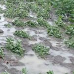 Nanded News – शेतकऱ्यांची क्रूर चेष्टा! जिल्ह्यातील नुकसानग्रस्त भागासाठी शासनाकडून 574 कोटींचा निधी मंजूर