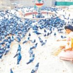 मुंबईच्या प्रत्येक वार्डात कबुतरखाने उभारणार, बंदी आदेश असूनही मंत्री मंगलप्रभात लोढा यांची घोषणा