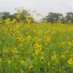 रत्नागिरीत तिळाच्या शेतीचे क्षेत्र घट, स्थानिक पातळीवर संवर्धनाची नितांत गरज