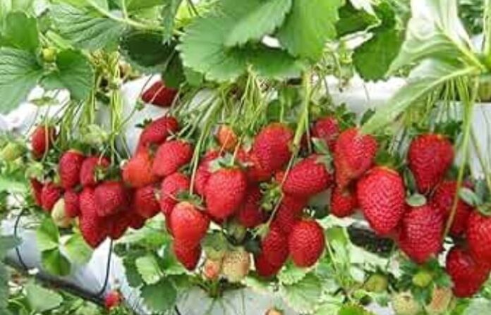 strawberries