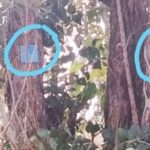 गारगाई धरणासाठी वाड्याजवळ साडेचार लाख झाडांवर कुऱ्हाड, एक हजार कुटुंबे विस्थापित होणार