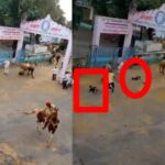 बैलपोळा मिरवणुकीत डीजेच्या दणदणाटामुळे बैलही बेफाम, दोन लहान मुले जखमी