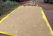 Ratnagiri News – लहरी पावसामुळे भातशेतीसह नाचणी पिकाचेही नुकसान, शेतकरी हवालदील