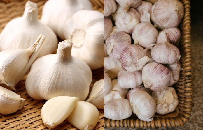 Garlic