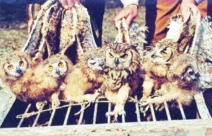 Owl
