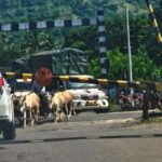 चिपळूण कळंबस्ते रेल्वे फाटकात तांत्रिक बिघाड; वाहतूक ठप्प