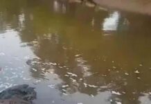 केमिकलयुक्त पाण्याची लाइन फुटल्यामुळे वाशिष्ठा नदीत मृत माशांचा खच