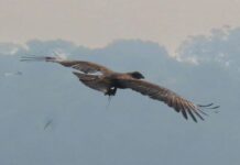 लोणार सरोवर परिसरात आफ्रिकन गरुडाचा थरारक शोध! हिंदुस्थानात पहिल्यांदाच आढळले Wahlberg’s Eagle