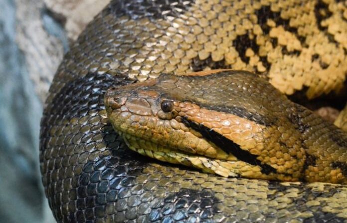 anaconda