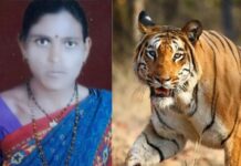 वाघाच्या हल्ल्यात शेतकरी महिलेचा मृत्यू, आठ दिवसात तीन जणांचा बळी