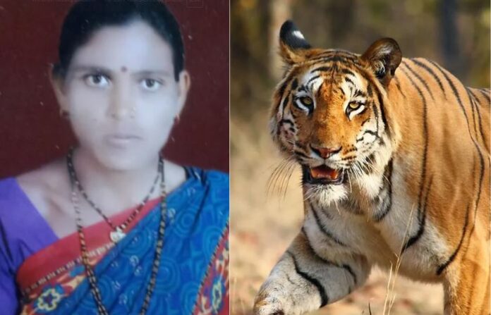 chandrapur tiger