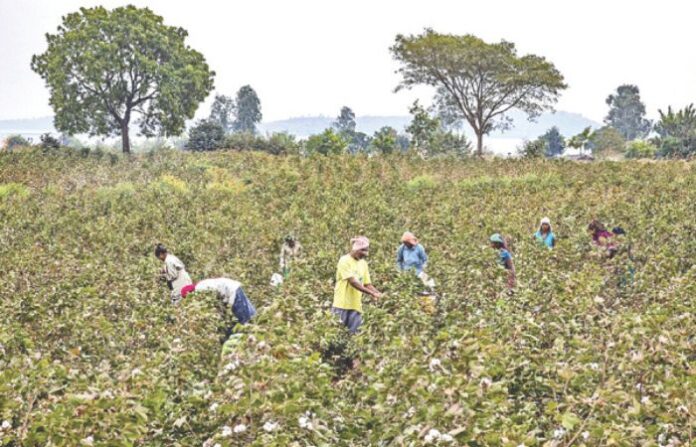 cotton farm