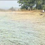 परतीच्या पावसाने शेतकऱ्यांचे दिवाळे; मोखाड्यात कापणीला आलेले पीक शेतातच आडवे