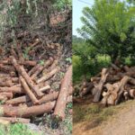 दापोली मंडणगडमध्ये वृक्ष तोडीचा हैदोस; वन विभागाच्या आशिर्वादानेच होतोय वन संपत्तीचा नाश