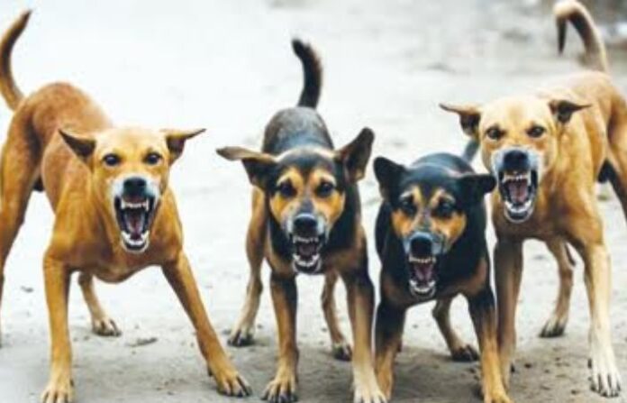 dogs