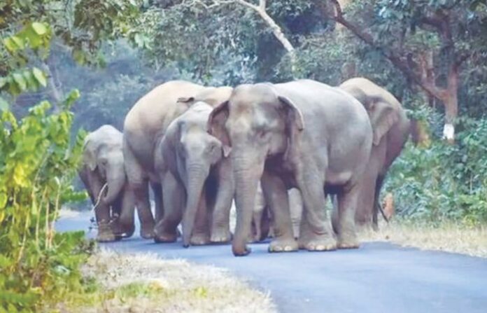 elephant (1)
