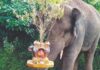 ओमकार हत्ती गावात घुसला, सावंतवाडीत दहशत