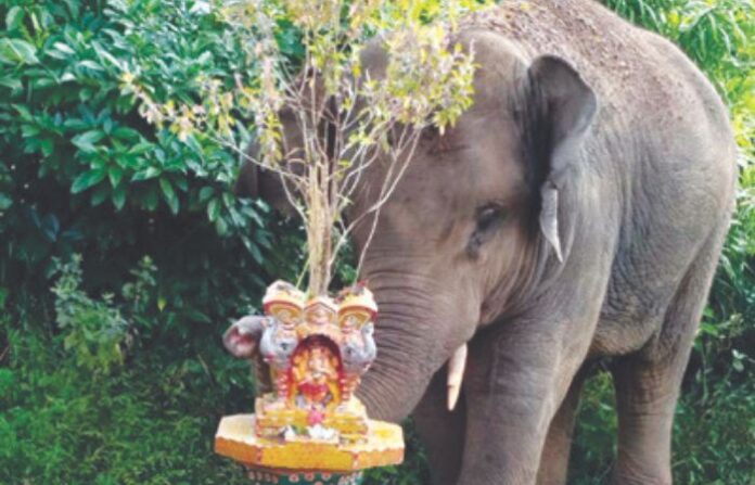 elephant