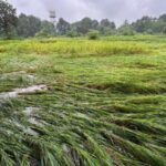 परतीच्या पावसामुळे भातशेती आडवी