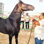 अजमेरच्या पुष्कर मेळ्यात 15 कोटींचा घोडा