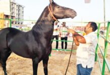 अजमेरच्या पुष्कर मेळ्यात 15 कोटींचा घोडा