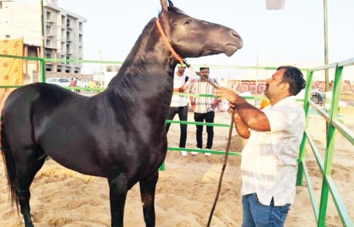 horse