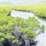 कांदळवनांची जागा हस्तांतरित करण्यास दिरंगाई; 6 महिन्यांत जागा वन विभागाकडे सोपवा, हायकोर्टाचे जिल्हाधिकाऱ्यांना आदेश