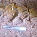 Ratnagiri News – शिरगांव-तळसर गावच्या जंगलात पट्टेरी वाघाचे अस्तित्व