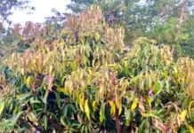 ढगाळ हवामानासह पावसाचा आंबा मोहोरावर परिणाम,  पालवी कुजण्याची शक्यता