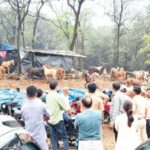 पोलीस बंदोबस्तात निवारा शेड हटवली, माथेरानमधील 400 घोडे बेघर; अश्वपालांवर उपासमारीची वेळ