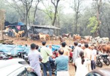 पोलीस बंदोबस्तात निवारा शेड हटवली, माथेरानमधील 400 घोडे बेघर; अश्वपालांवर उपासमारीची वेळ