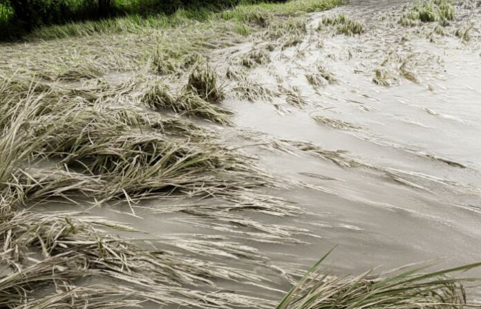 rain damage crop