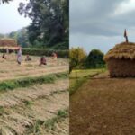माभळे गावात सलग पाचवी पिढी राबवत आहे सामूहिक शेतीचा अनोखा प्रयोग, 20 कुटुंबातील 70 माणसे करत आहेत एकत्र शेती