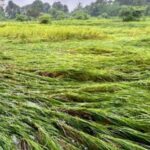 Sangameshwar News – सततच्या पावसाने भात पिक धोक्यात