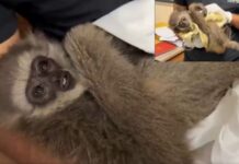 Mumbai News – मुंबई विमानतळावर वन्यजीव तस्करीचा पर्दाफाश, एका आरोपीला अटक