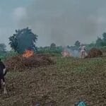 Chandrapur News –  शेतकऱ्यांनी सोयाबीन पेटवले, पिकाला अतिवृष्टीचा फटका