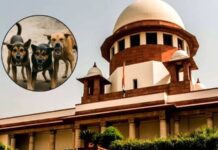 देशाची प्रतिमा मलिन होत आहे….भटक्या कुत्र्यांच्या मुद्द्यावरून सर्वोच्च न्यायालयाने व्यक्त केली नाराजी
